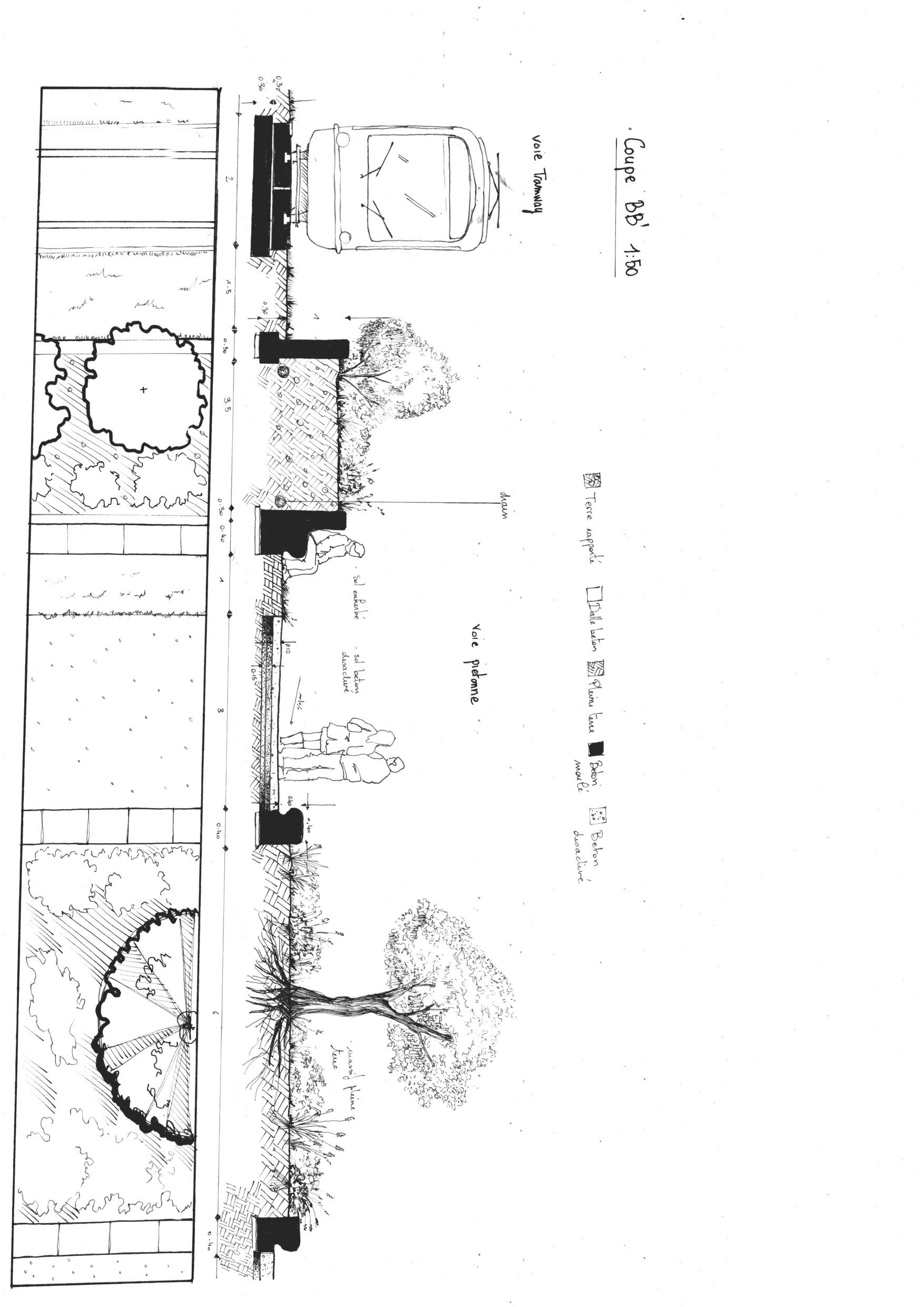 Coupe du projet : sol, plantations et façade des halles