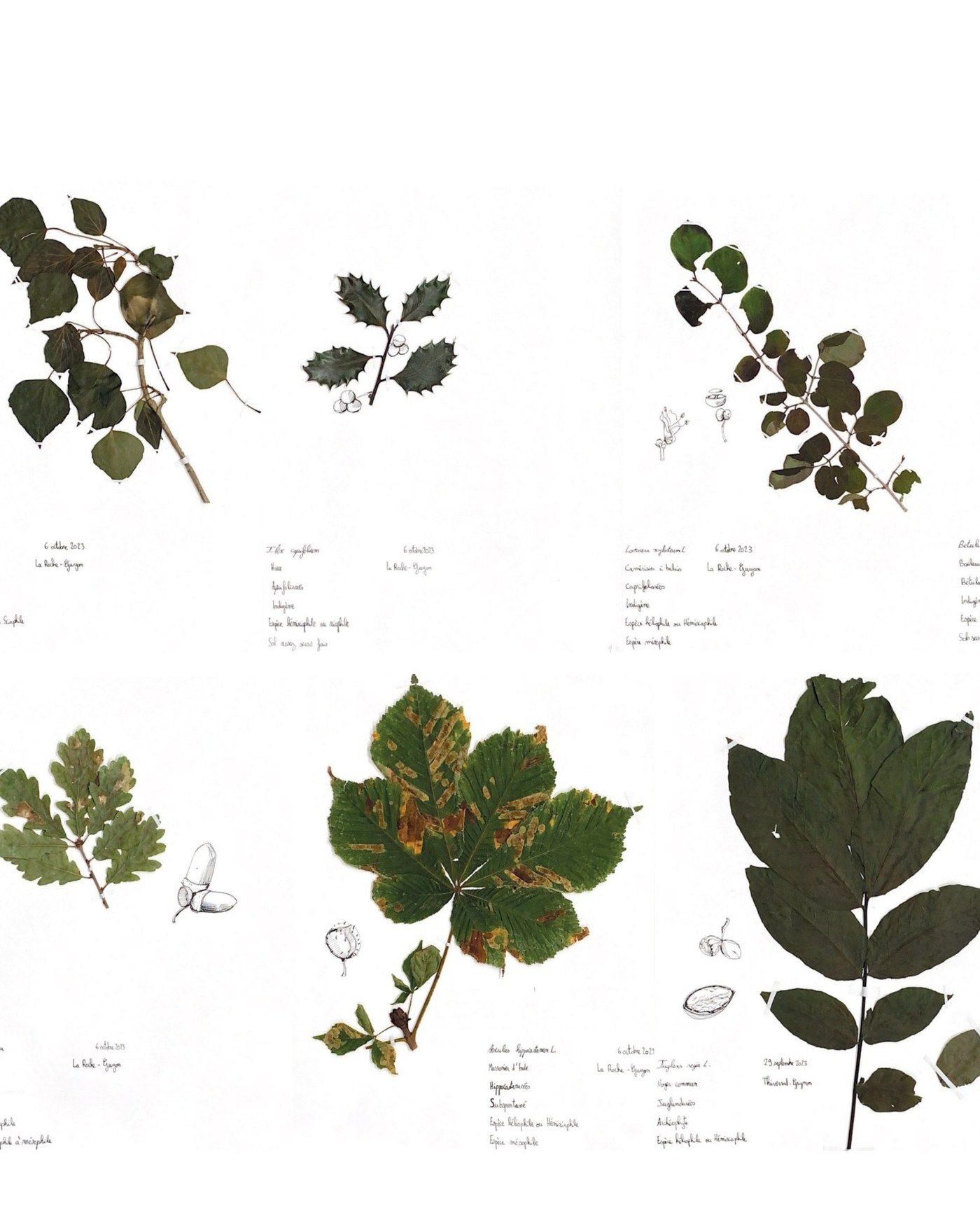 Planches d'herbier : feuilles de différentes espèces disposées et annotées à la main