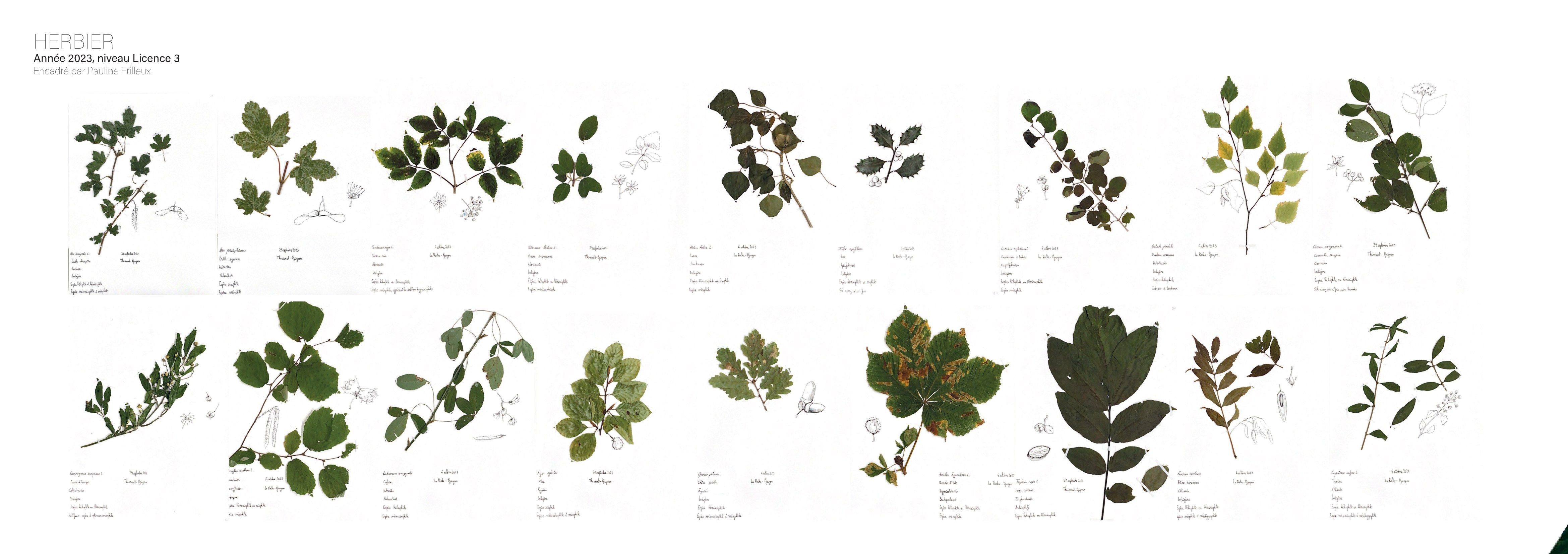 Planche d'herbier complète, feuilles disposées et légendées espèce par espèce