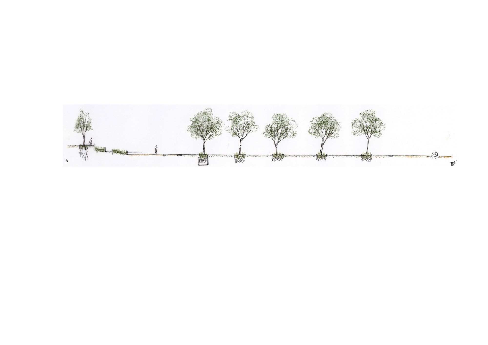 Coupe de l'alignement d'arbres le long de la rivière