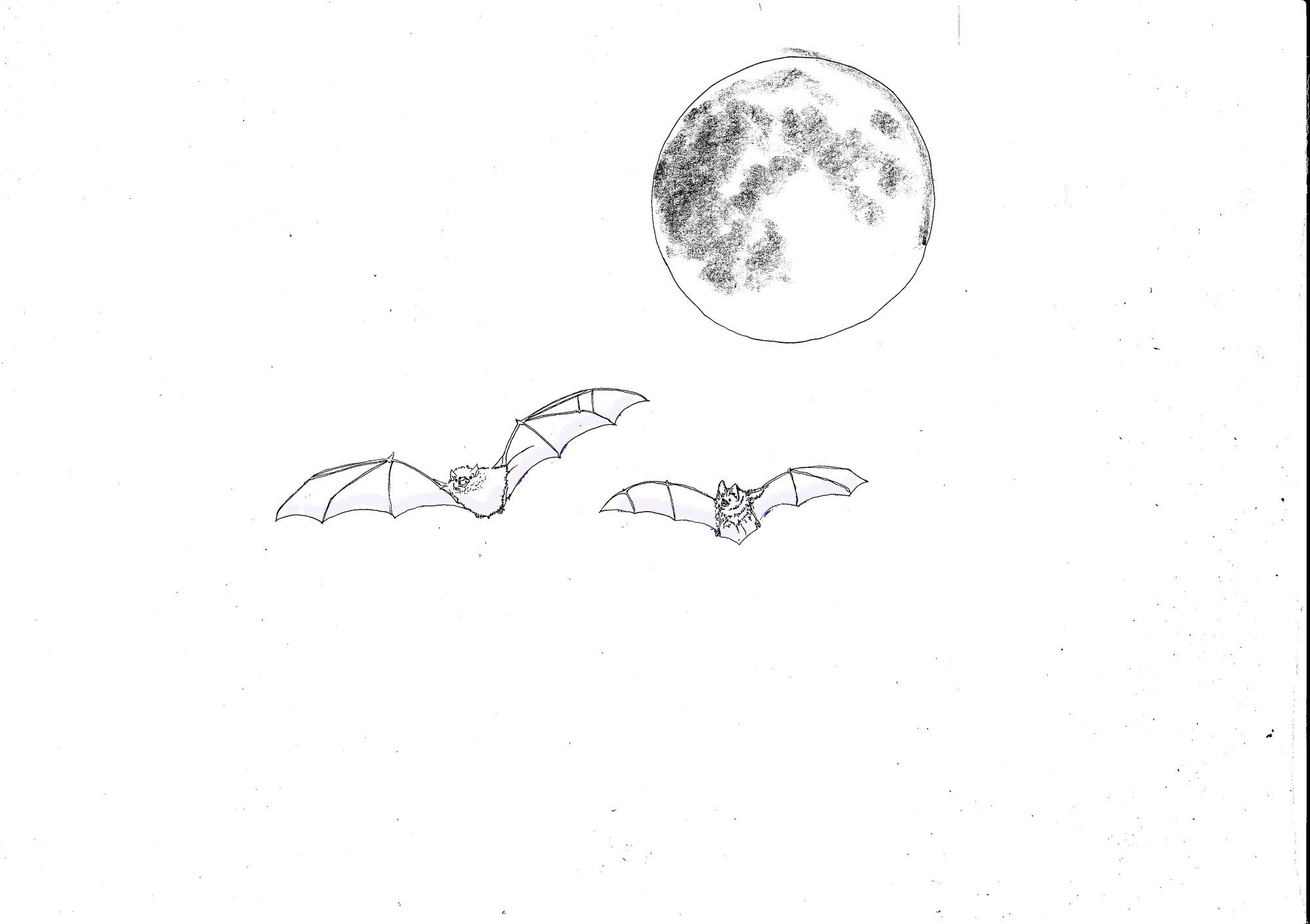 Croquis de chauves-souris devant la pleine lune